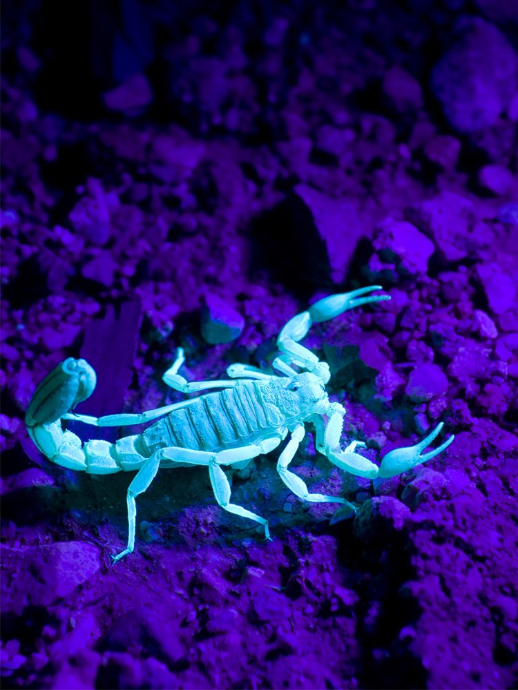 照蝎子专用灯强光手电筒可充电大功率超亮紫光超长续航头戴式头灯