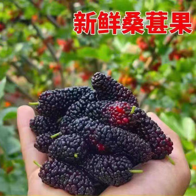 乡里阿蓉【新鲜桑葚果】黑桑葚果当季现摘鲜果孕妇水果酸甜可口