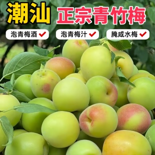 乡里阿蓉【潮汕青竹梅】鲜果现摘当季水果青梅生酸脆梅子卤咸酸梅