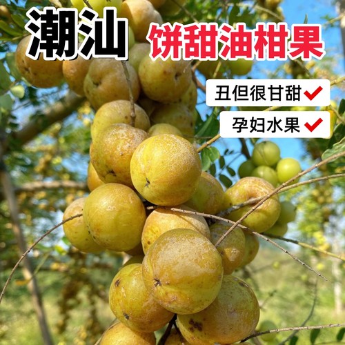 乡里阿蓉【柿饼甜油柑】潮汕金灶特产礼盒新鲜现摘当季孕妇水果