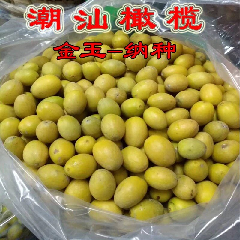 乡里阿蓉【纳种橄榄】2026金灶本地纳种新橄榄金玉纳种橄榄韵味好