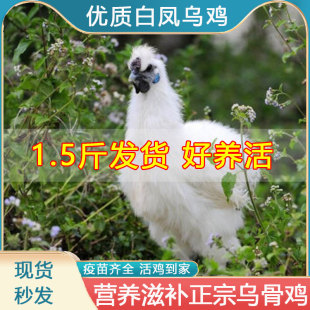 1.5斤白凤乌鸡活鸡包活到家乌骨鸡散养正宗产蛋鸡乌骨肉泰和乌鸡