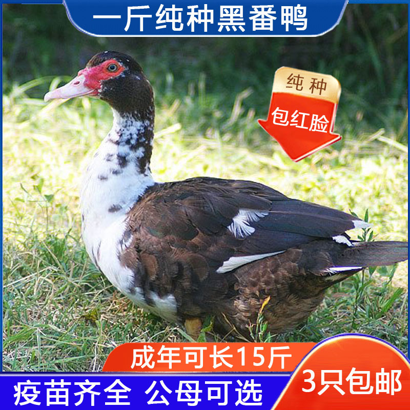 1斤正宗番鸭火鸭西洋鸭黑白红脸鸭旱鸭小鸭子包活到家宠物鸭观赏