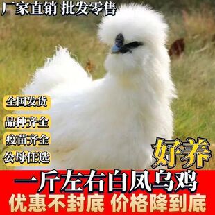 一斤白凤鸡活鸡包活到家乌骨鸡散养正宗产蛋鸡乌骨肉泰和乌骨