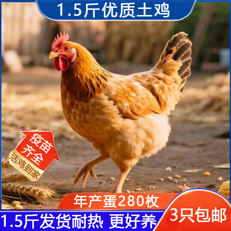 1.5斤黄脚土鸡活鸡包活到家散养正宗产蛋鸡黄羽鸡草鸡家养幼鸡