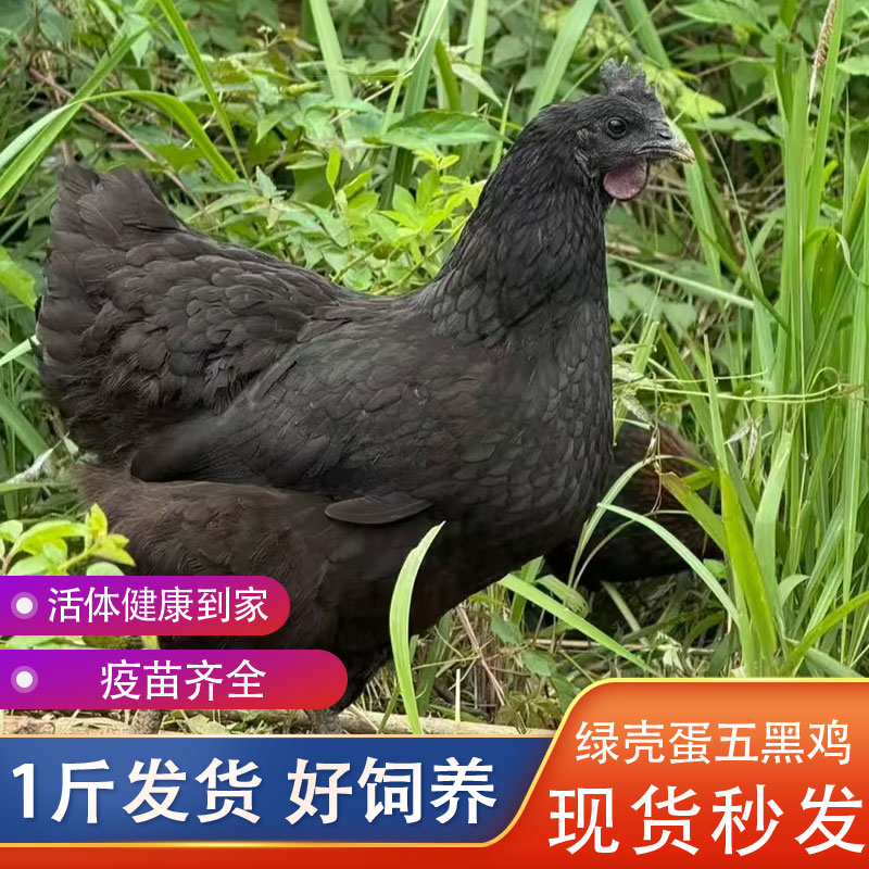 一斤五黑鸡活鸡包活到家乌骨鸡散养正宗产蛋鸡乌骨肉绿壳蛋鸡