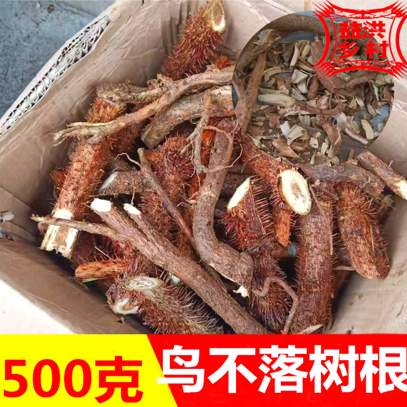 野外山货红鸟不落树枝树根