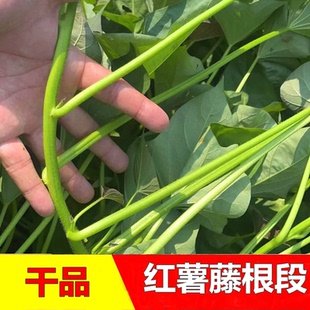 干品干货地瓜红薯红苕藤根段新鲜正品干货 无公害500克 一斤 包邮