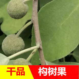 四川干品构树果褚桃树果子采摘新货干货包邮泡酒泡茶乡下采摘发货