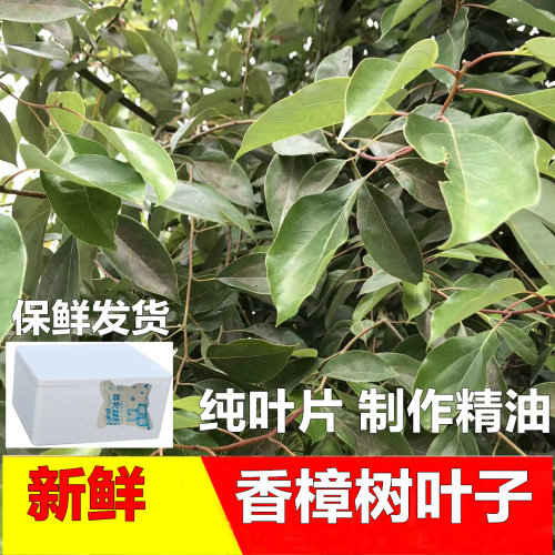 新鲜香樟树叶无硫纯叶片500克