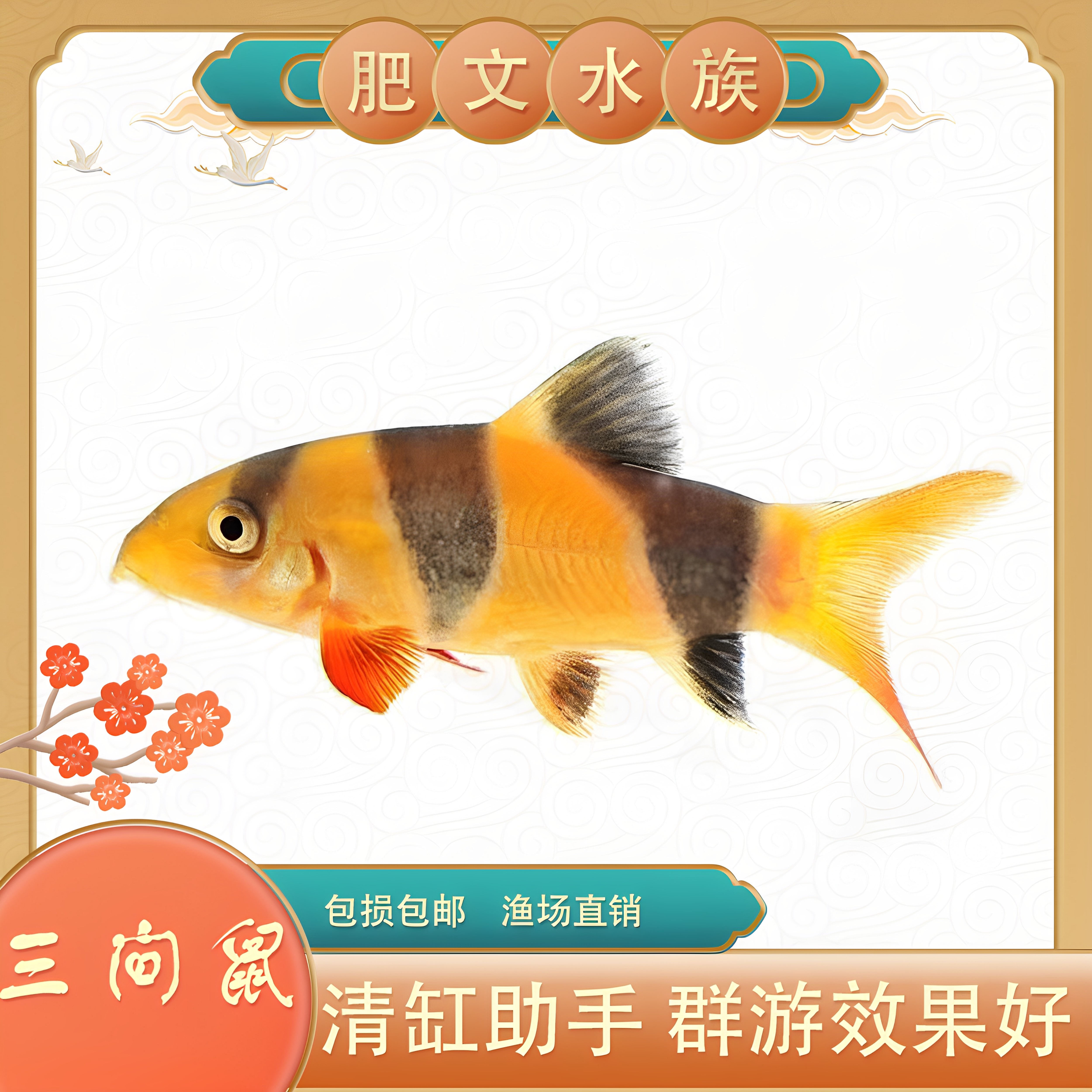 三间鼠热带工具鱼淡水好饲养残饵