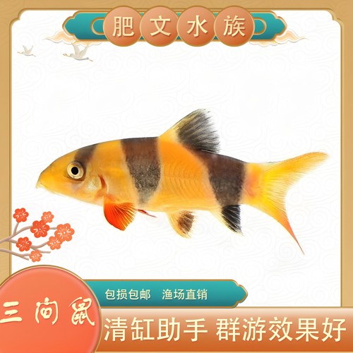 三间鼠热带工具鱼淡水好饲养残饵