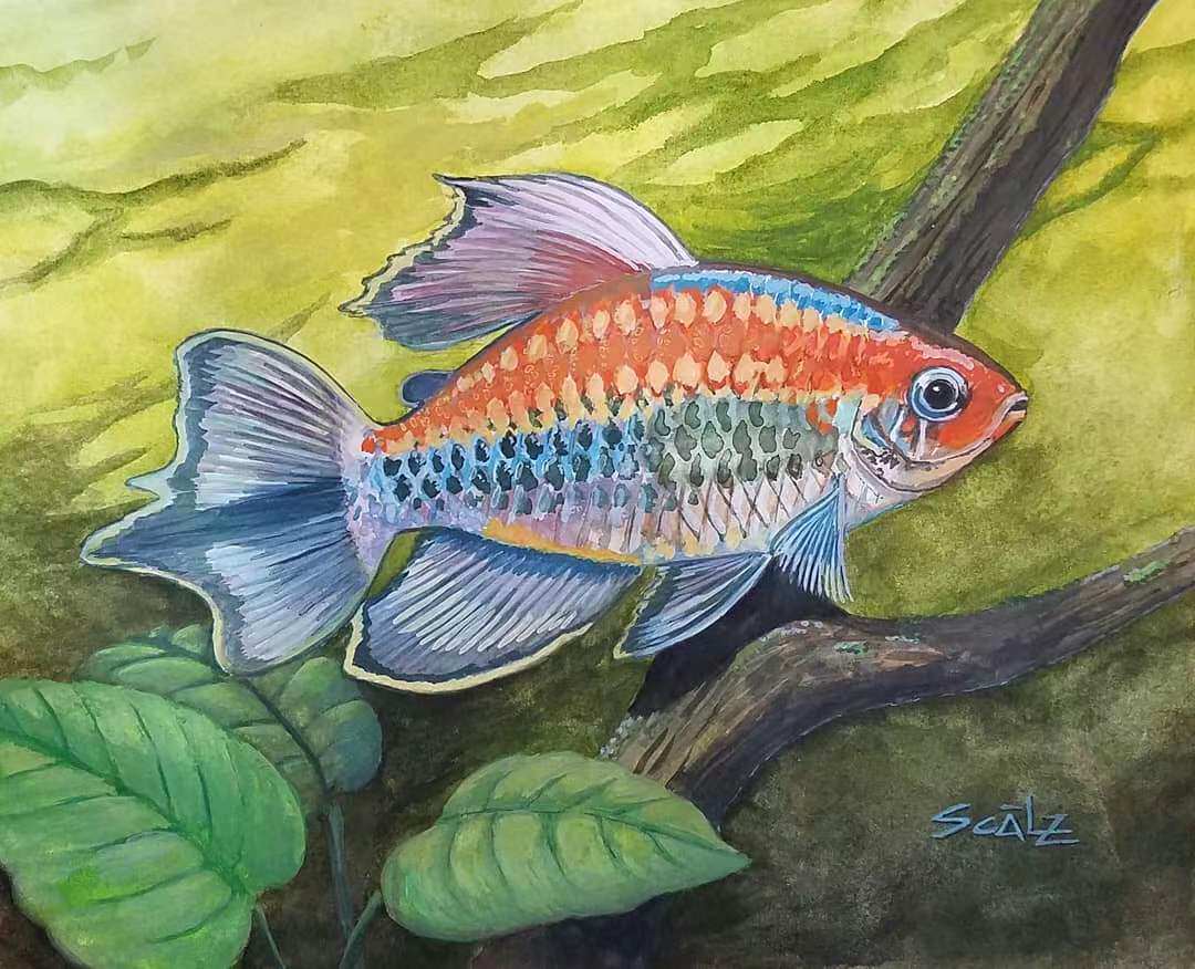 刚果美人鱼淡水草缸群游鱼热带观赏鱼扯旗鱼蓝刚果美人小型鱼活体