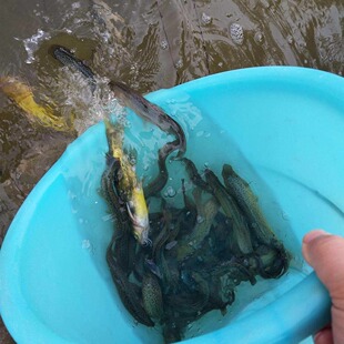活鱼淡水鱼生鱼鲫鱼鲤鱼泥鳅锦鲤草鱼