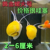 黄金螺大号 净化水质吃食物残渣饲料 清洁鱼缸擦缸 工具螺 观赏螺