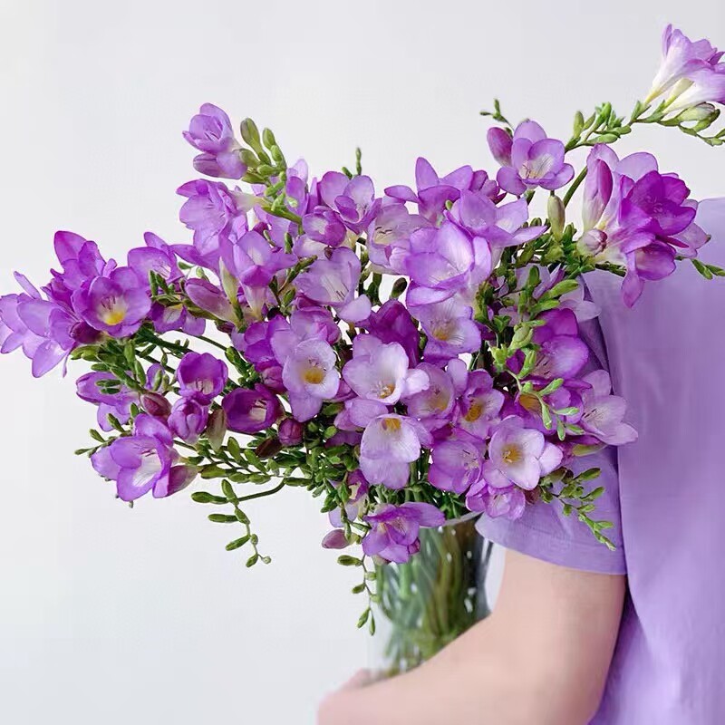 云南基地直发重瓣香雪兰小苍兰有香味鲜花办公室水养插花顺丰包邮