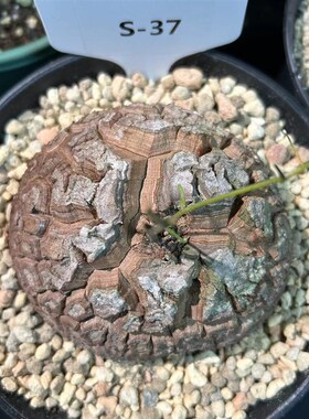 S南非龟甲龙室内易养多肉块根盆栽盆景 裂甲龟 黑甲龟 九年老店