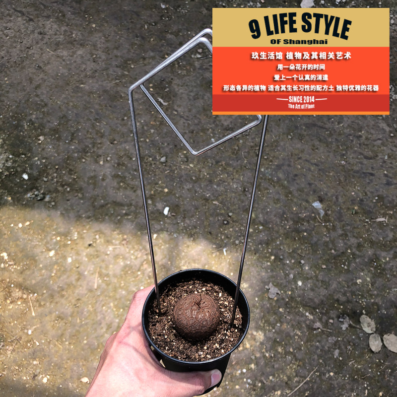 精品南非龟甲龙冬型块根多肉植物一物一拍带盆土送简易爬藤架包邮,家居饰品,装饰摆件,淘宝优惠券,粉丝福利购,淘宝优惠卷