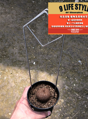 精品南非龟甲龙冬型块根多肉植物一物一拍带盆土送简易爬藤架包邮