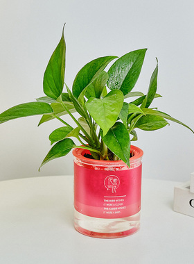 观音竹水培办公室四季绿植绿萝富贵竹步步高室内客厅招财好养盆栽