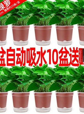 绿萝盆栽花卉植物室内吸甲醛净化空气长藤垂吊兰大盆绿箩水培绿植