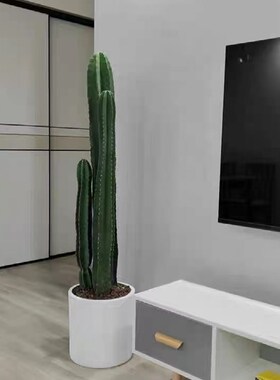 量天尺仙人柱植物大型盆栽多肉绿植室内客厅办公室好养活仙人掌