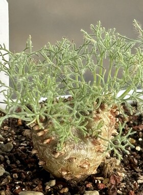 白皮月界潮流块根植物Monsonia peniculina一物一拍 阳台盆栽植物