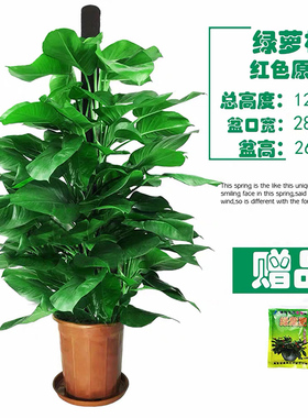 大叶绿萝柱盆栽客厅室内办公室净化空气吸甲醛大绿箩柱绿植物包邮