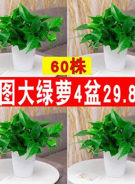 绿萝盆栽室内植物垂吊大盆绿植花卉吸甲醛花大叶长藤水培客厅绿箩