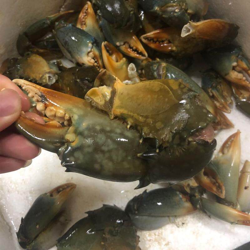 新品超大鲟脚新鲜冰冻青蟹蟹钳1斤 冷冻螃蟹脚钳子肉肥香甜顺丰青