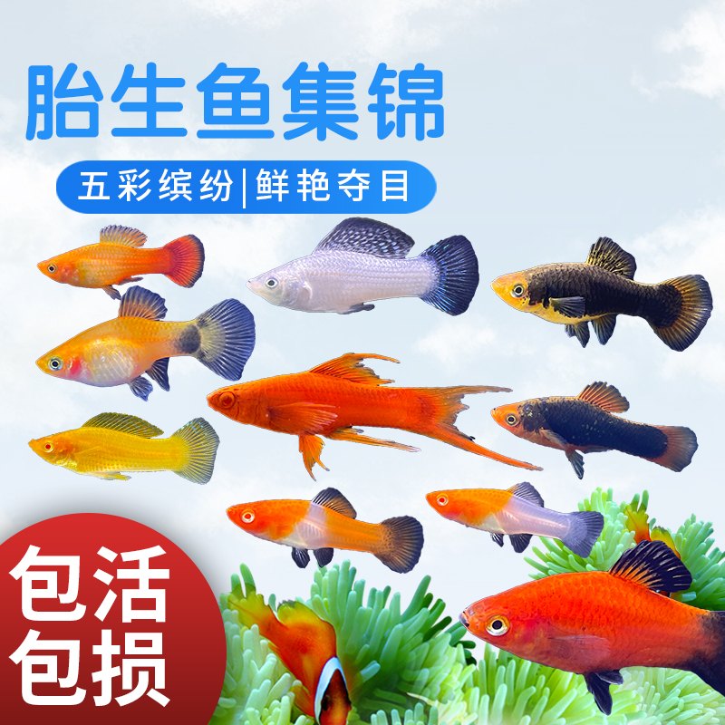 胎生鱼金银黑玛丽皮球鱼热带观赏鱼月光鱼孕母临产小型宠物鱼活体