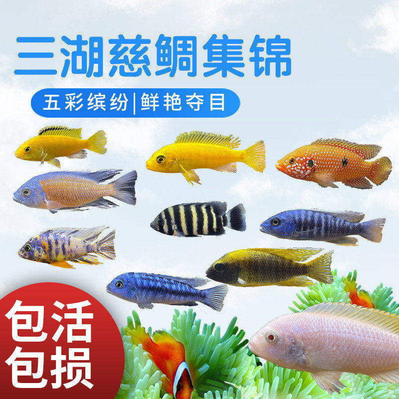 三湖慈鲷鱼马鲷活体中小型热带观赏杂鲷淡水纯种孔雀坦鲷宠物小鱼