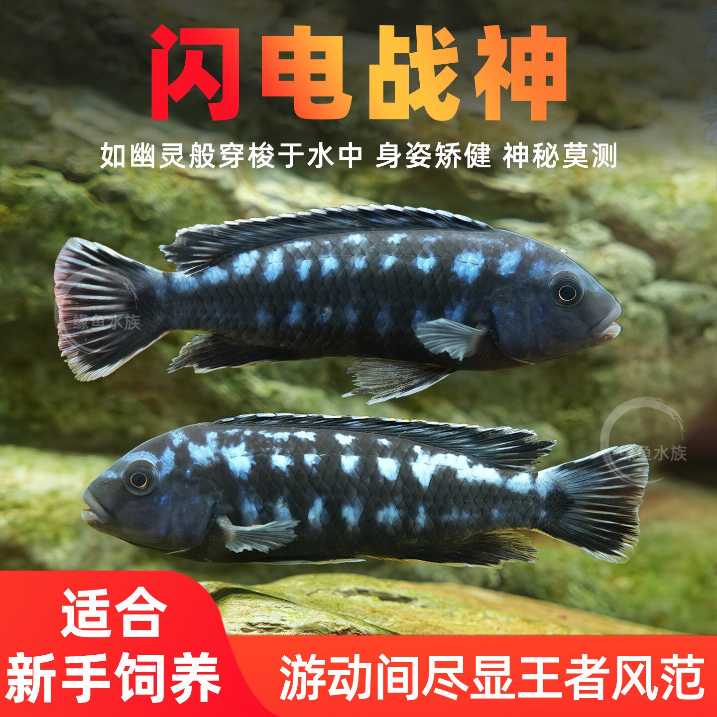 闪电战神精品三湖慈鲷鱼马鲷苗观赏鱼斑马淡水耐活好养小型热带鱼,宠物/宠物食品及用品,鱼,淘宝优惠券,粉丝福利购,淘宝优惠卷