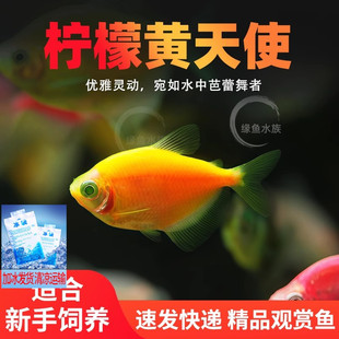柠檬黄天使鱼活体青苹果荧光天使鱼彩群紫衣天使热带观赏鱼小型鱼