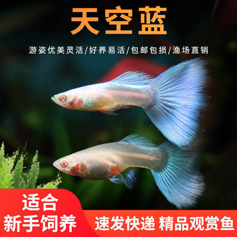 天空蓝孔雀鱼种鱼可繁殖斑马鱼胎生鱼天使鱼神仙鱼观赏鱼热带鱼