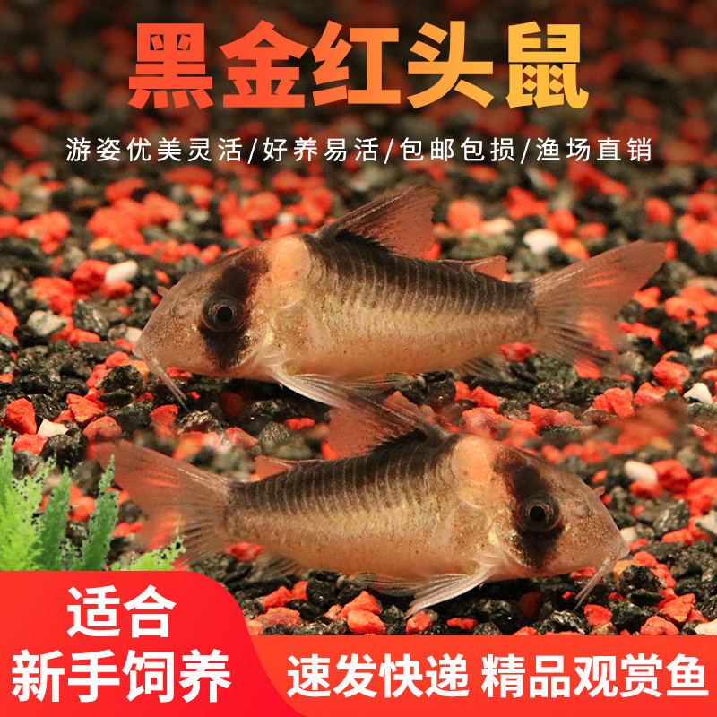 黑金红头鼠鱼底栖清洁工具鱼