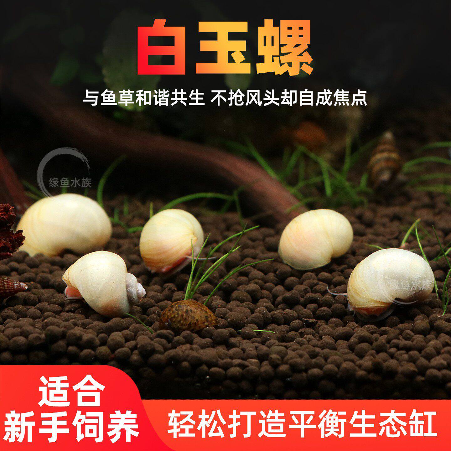 白玉螺观赏螺除苔黄金螺斑马螺清理鱼粮残渣除藻鱼缸工具新手螺