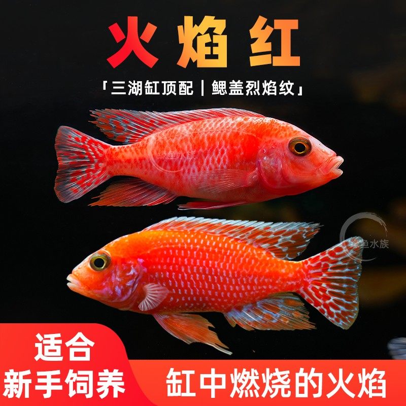 火焰红龙血三湖慈鲷马鲷鱼
