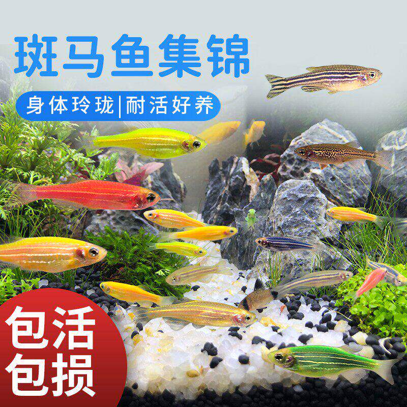 红蓝斑马热带观赏鱼苗小型淡水草缸好养练手冷水荧光鱼红绿灯活体