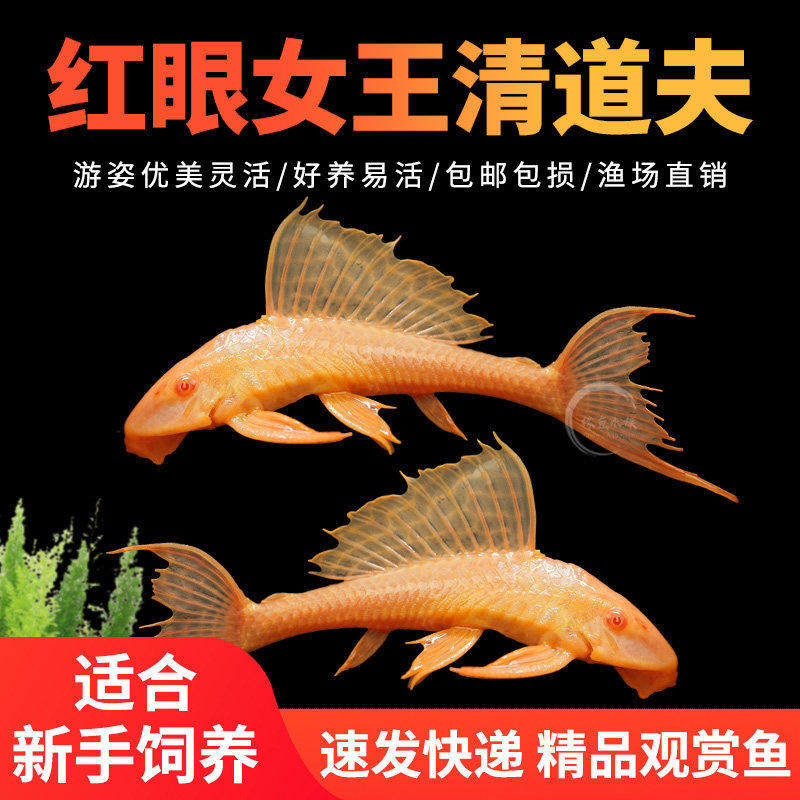 红眼女王清道夫鱼活体宠物鱼热带淡水观赏鱼清洁垃圾除藻工具鱼