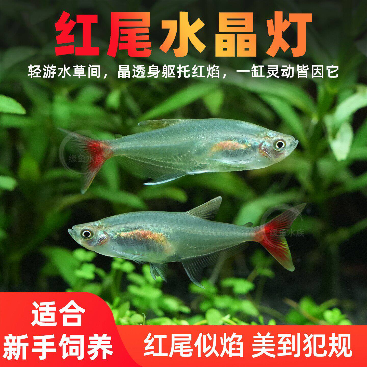 红尾水晶灯鱼透明玻璃鱼热带鱼观赏鱼淡水鱼宠物鱼好养耐活活体鱼