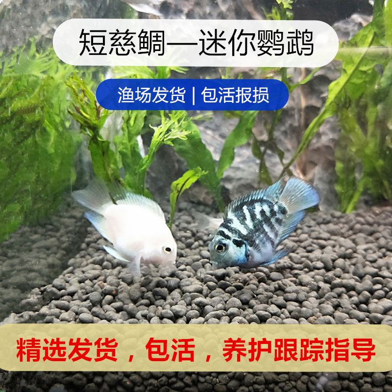 白金迷你三湖慈鲷易活淡水观赏鱼
