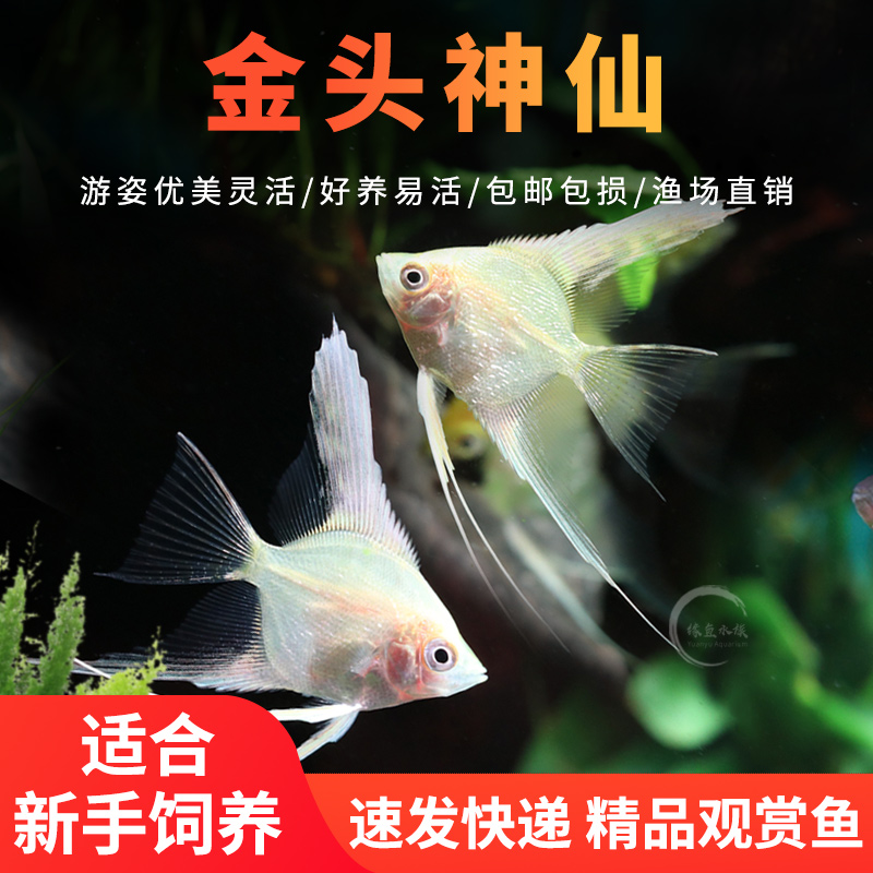 金头神仙燕鱼热带小型活体观赏鱼