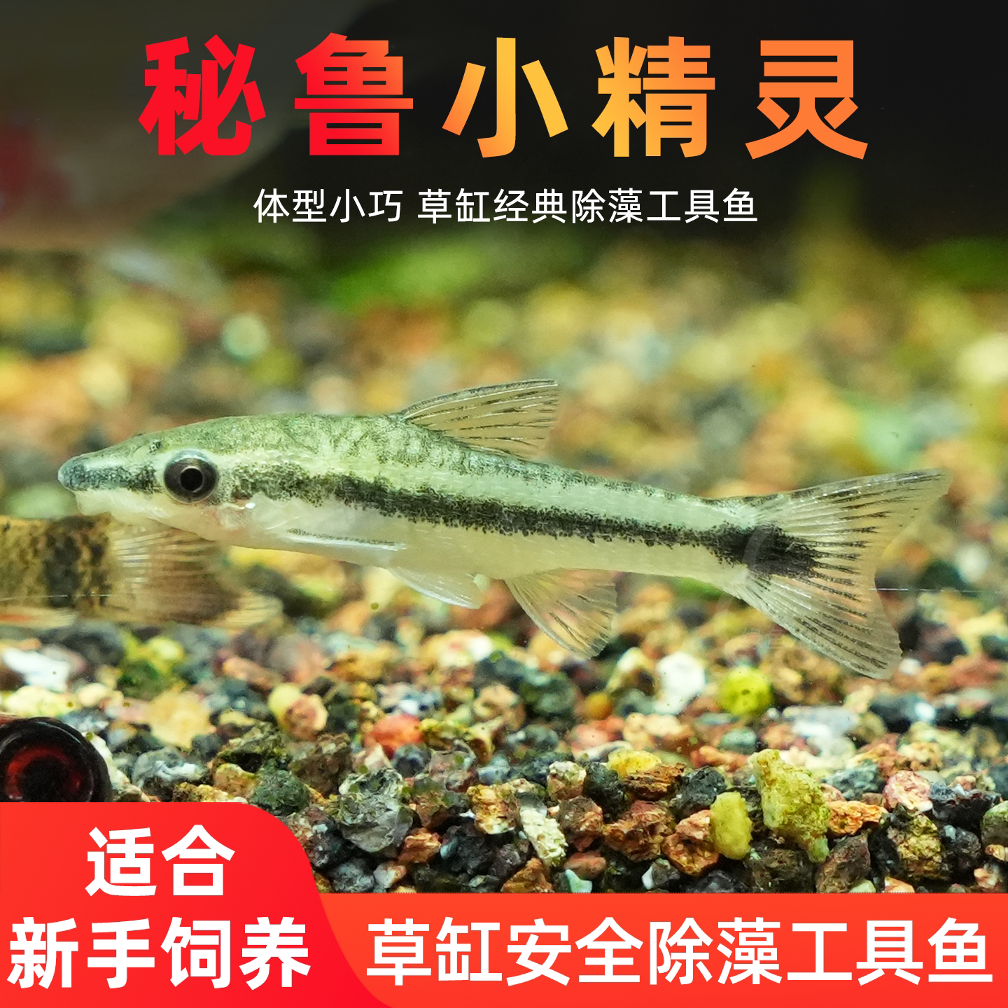 秘鲁小精灵鱼工具鱼清洁鱼小型鱼图片