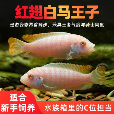 白马王子活体鱼中小型鱼三湖慈鲷