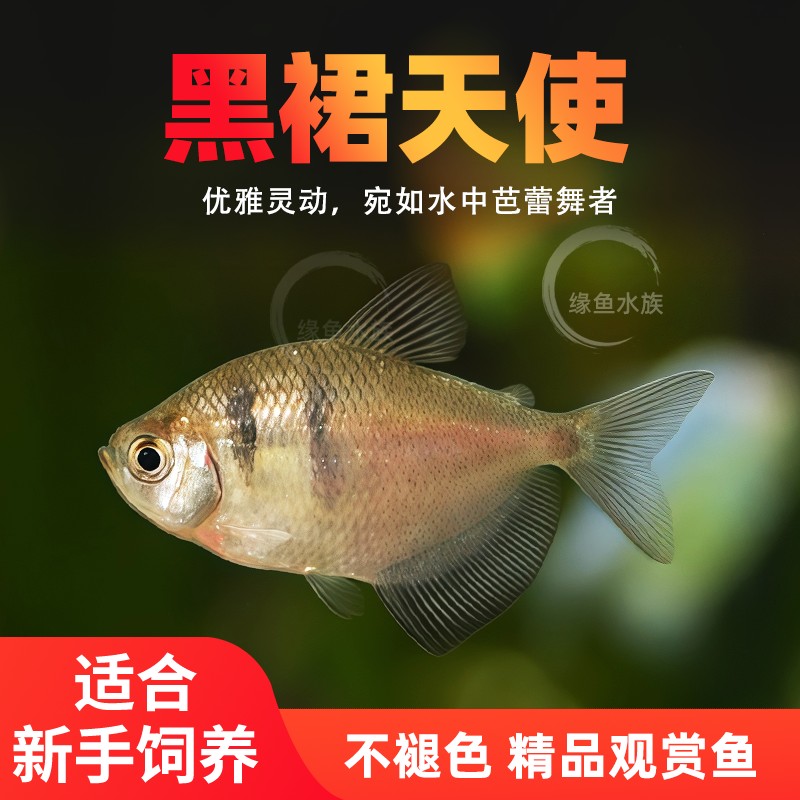 绿天使鱼小型活体鱼草缸渔场