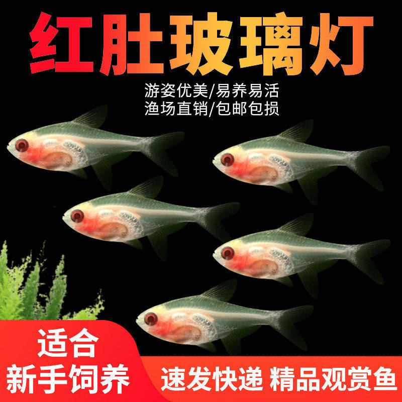 红肚玻璃鱼热带观赏鱼小型好养易活草缸淡水灯科群养鱼活体透明鱼