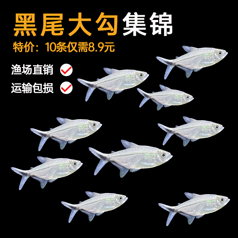 黑尾大热带观赏鱼淡水扯旗红绿灯
