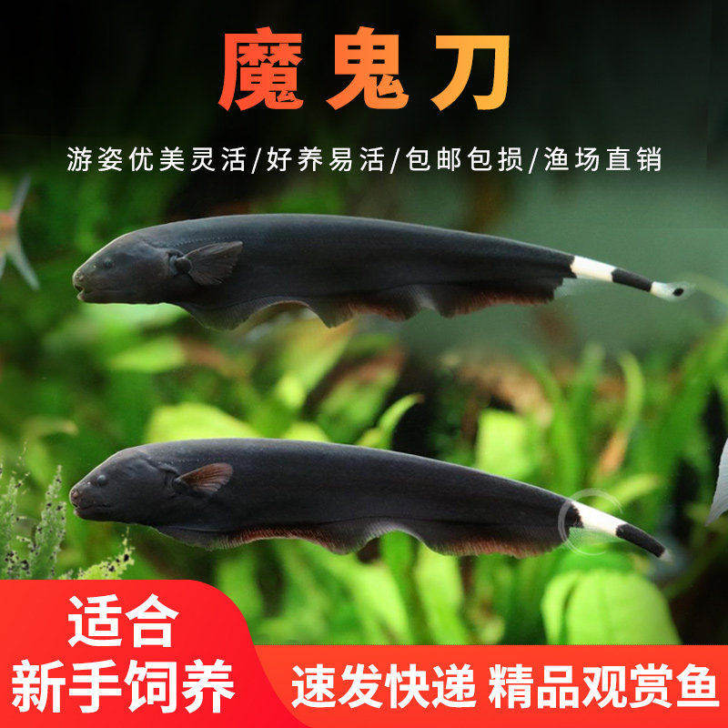 魔鬼刀热带鱼观赏鱼黑魔鬼刀羽毛鱼缸宠物鱼电鳗淡水鱼黑羽毛活体