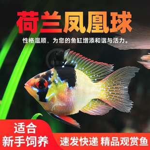 荷兰凤凰球蓝波子阿凡达短鲷金波子小鱼热带观赏鱼淡水鱼缸小型鱼